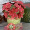 poinsettia-christmas-plant-gift-svg1